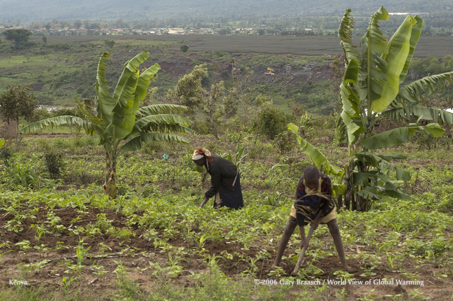 Bean field weeding by hand in area north of Nairobi, Kenya.