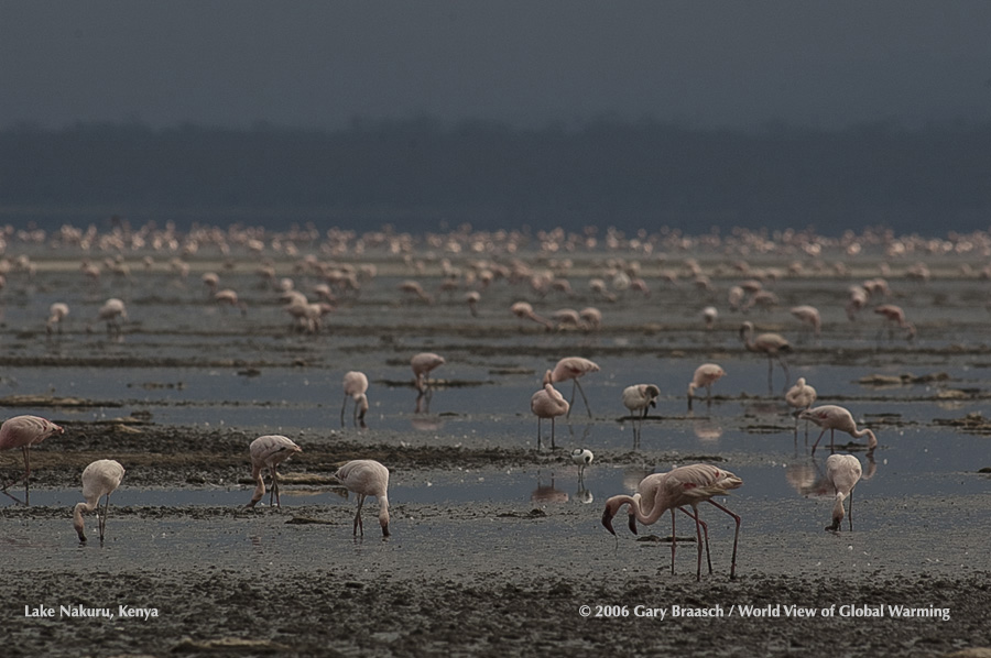Lake Nakuru, Kenya, where once millions of flamingos fed and nested, has suffered a severe decline from logging and climate..