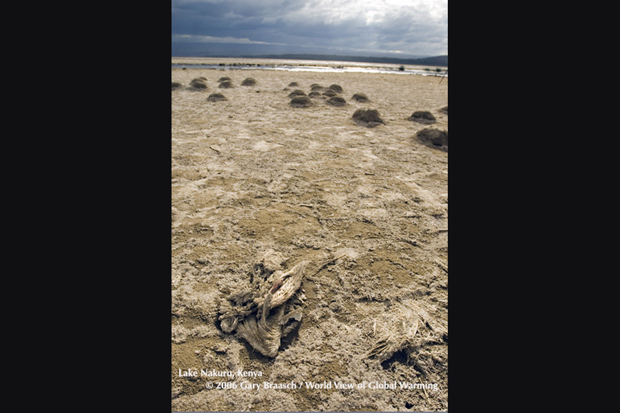 Lake Nakuru, Kenya, where once millions of flamingos fed and nested, has suffered a severe decline from logging and climate.   