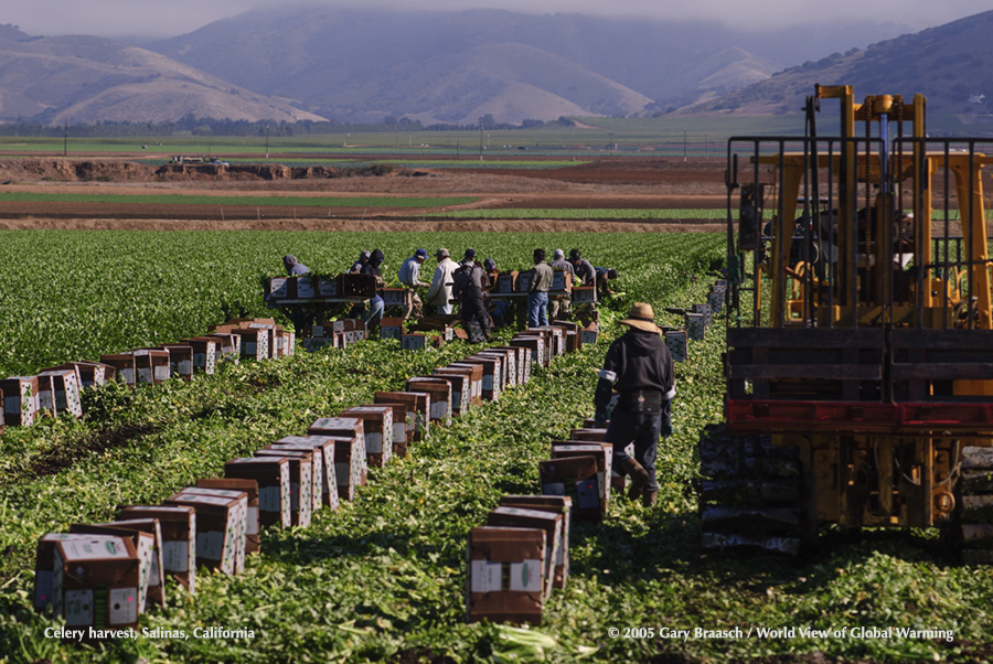 climate changeCelery harvest in Salinas Valley of California, center of food production but subject to drought and water shortage.