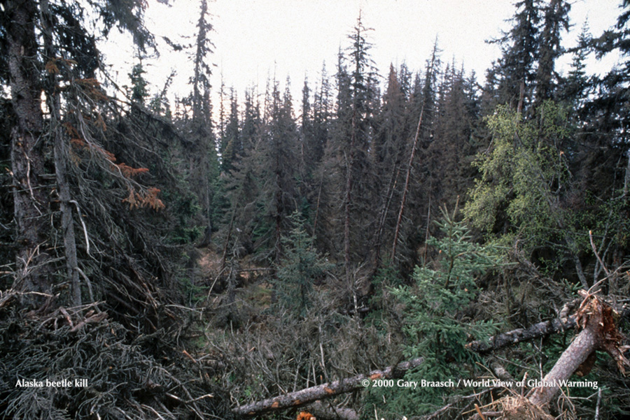 Dying Spruce forest after warming-aided beetle outbreak, Kenai Peninsula, Alaska. 