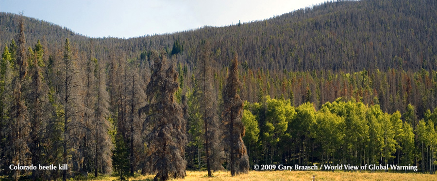 Harbison Meadows, Rocky Mt National Park, Colorado. More than 40 million acres of forest from Alaska to New Mexico have been killed by species of spruce and pine bark beetles -- native insects helped by drought and warmer winters to overwhelm the forests. 