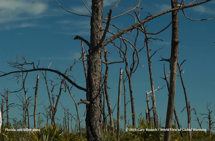 Slash pine forests (Pinus elliottii) in Florida, habitat of the key deer and other endandered/threatened species, are being killed by salt water intrusion by sea level rise and storm surges. Everglades. 