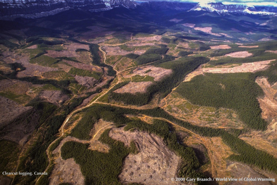 Hundreds of clearcuts fracture the boreal forests of Alberta Canada.