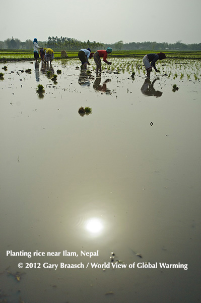 Rice is cultivated  