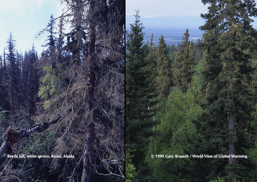 native spruce bark beetles