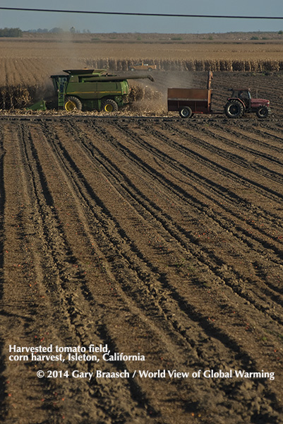 A few tomatoes are left behind after commercial tomato field harvest