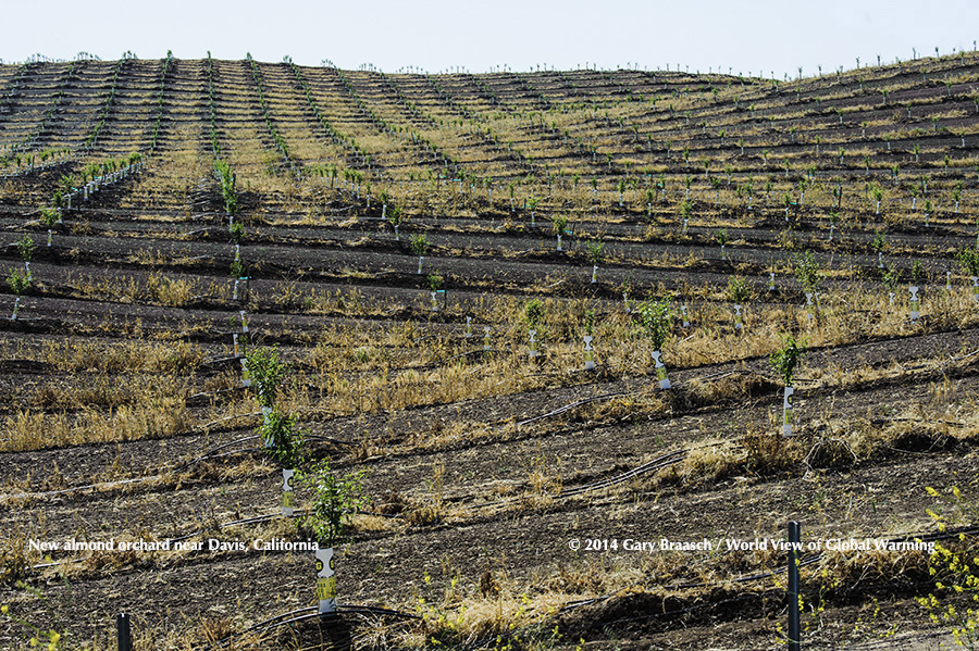 almond orchard