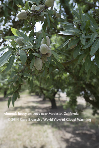 Orchard almond trees