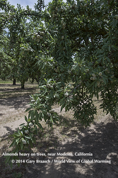 Green almonds