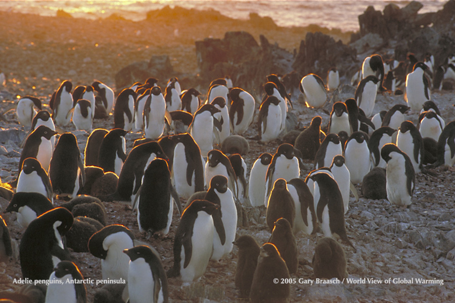 Adelie penguins in sunset light, Torgerson Is Antarctica, where they are declining due to changes in summer sea ice and prey, krill that live under the ice.