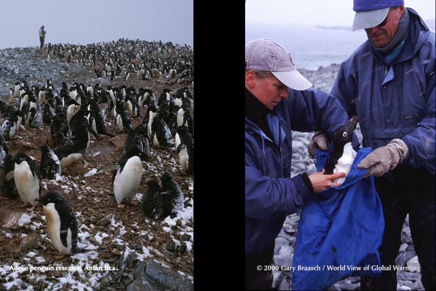 Researcher working for ecologist Bill Fraser counting Adelie Penguins; Fraser and fellow scientist Donna Patterson prepare to weigh a penguin. 