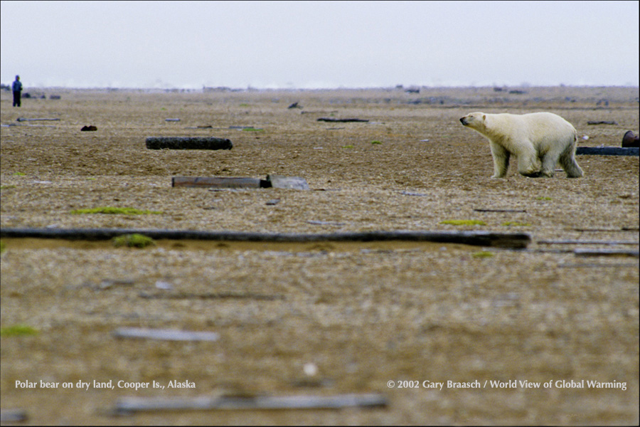 Polar bear on dry land during time of low sea ice, August 2002, near Barrow Alaska. Bears are Threatened Species due to climate change. 