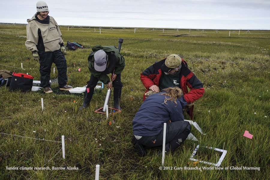 Scientific research on the vegegative growth, composition, chemistry and depth of soils on a plot of native tundra just outside Barrow Alaska, July 2012. 