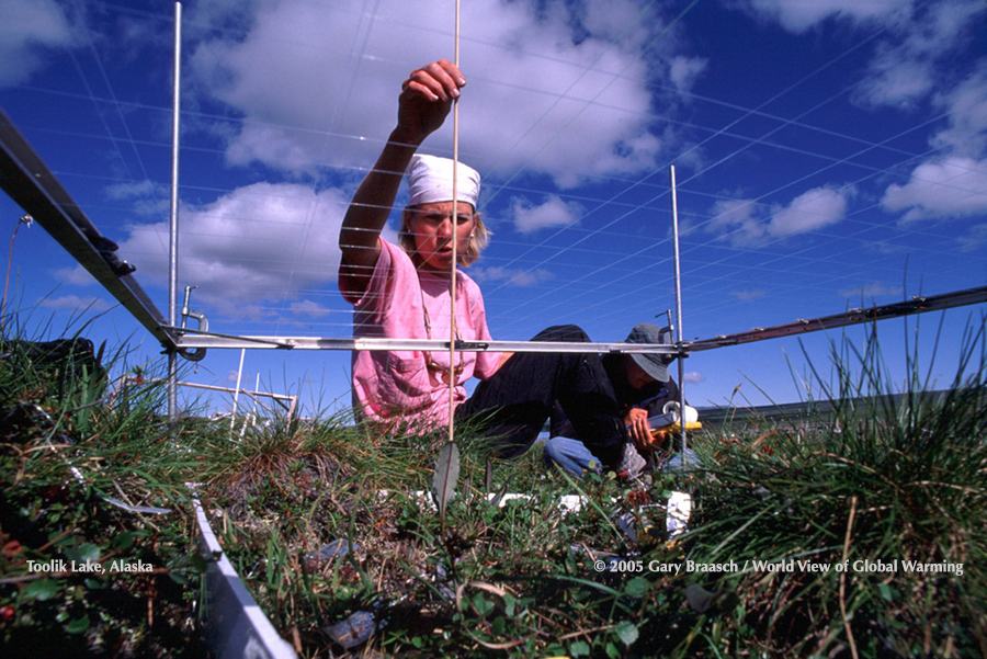 Lorraine Ahlquist inventories plants in plot of tundra to check changes in vegetation as tundra warms, at Toolik L, Alaska. 