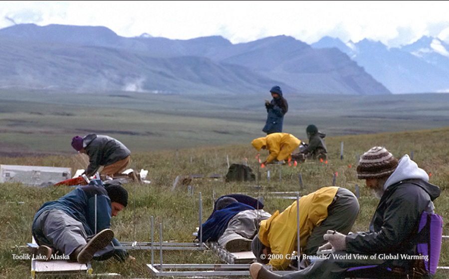 Crew of technicians and scientists inventories plants in plots of tundra to check changes in vegetation as tundra warms, at Toolik L, Alaska. 