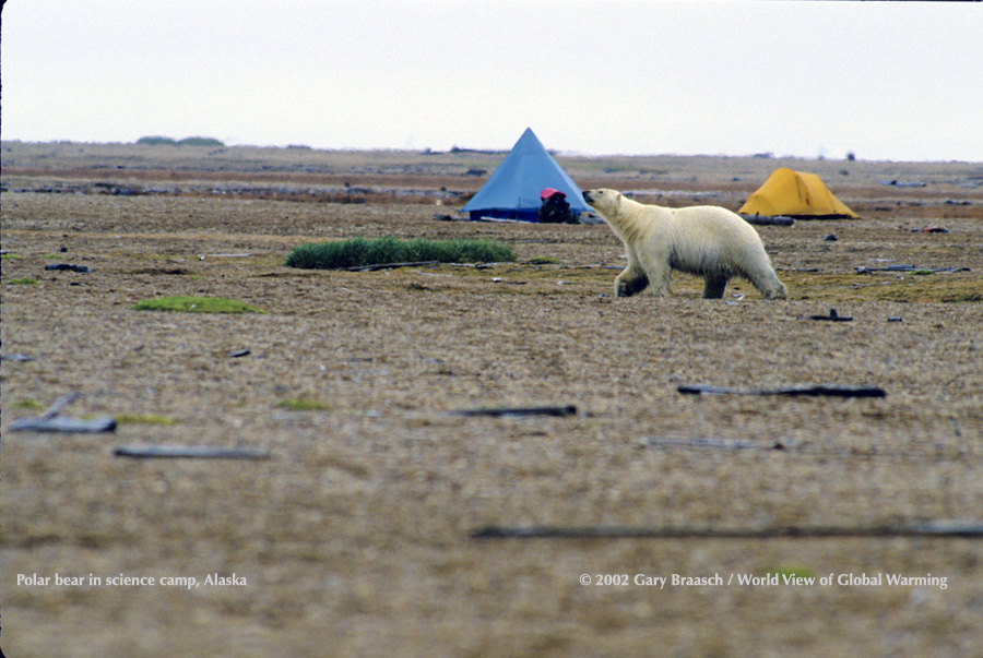 Polar bear caught on dry land by loss of Arctic Sea ice makes way through ornithology camp, Cooper Is, Alaska near Barrow
