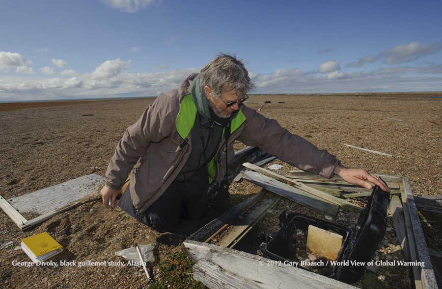 Dr. George Divoky studies polar seabirds as they are affected by loss of sea ice, here checking nest box of Black Guillemots, Cooper Is, Alaska