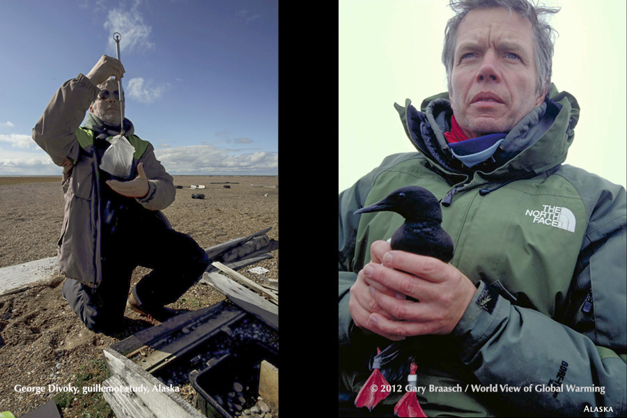 Dr. George Divoky, who studies nesting black guillemots and their relation to sea ice in the far north of Alaska. 