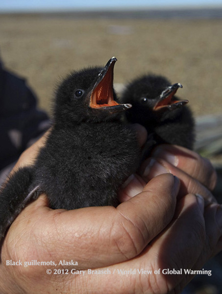 Black guillemots