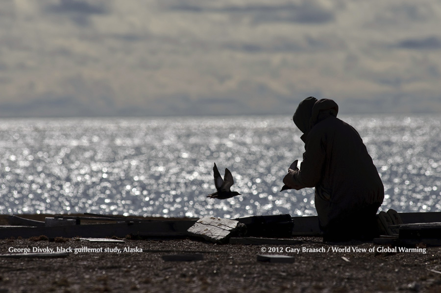 Dr. George Divoky studies polar seabirds as they are affected by loss of sea ice, here checking nest box of Black Guillemots, Cooper Is, Alaska.