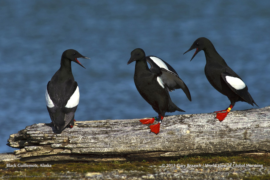 Three black guillemot seabirds socializing on Cooper Island during nesting season Late July 2012. Research of Dr. George Divoky.