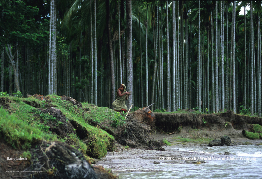 Woman forages for wood on Bhola Island, Bangladesh, which has been losing land with increasing erosion in delta of Ganges and Brahmaputra Rivers