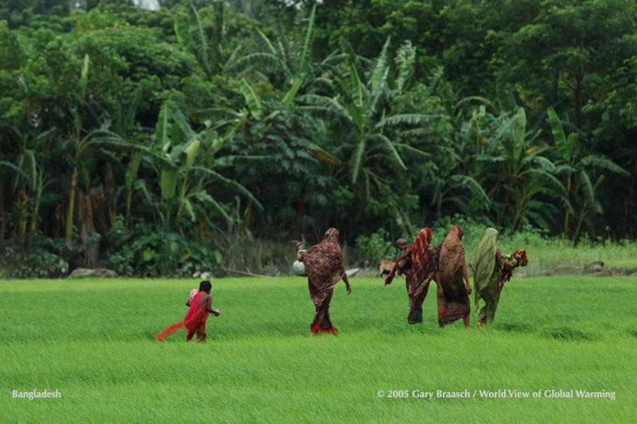 Women and child walk through ricefields, Bhola Island, Bangladesh, in the delta below Dhaka.