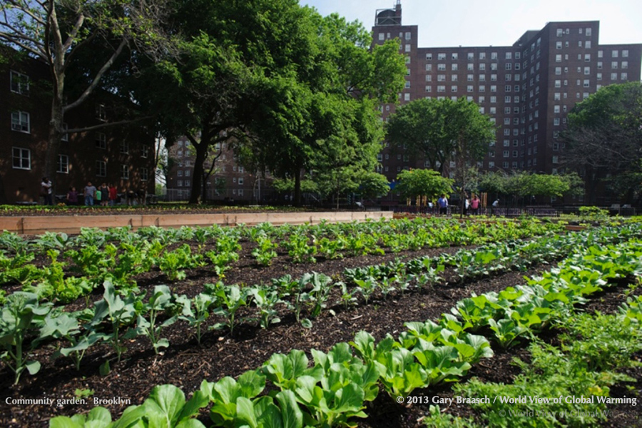 Cities Communities climate. New York City adaptation. Community garden, Brooklyn