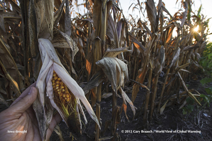 Dissicated corn in Stuart, Iowa. The great American drought of 2012 was the most intense in NOAA records and the most extensive since the 1950s. Corn crop was cut by 13 percent.