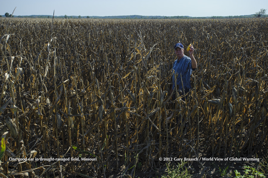 Farmer Rogers Strickland find one good ear in dissicated corn field, Weston MO. The great American drought of 2012.
