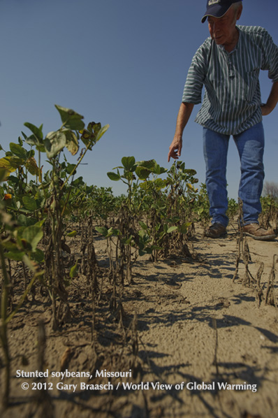 Farmer Rogers Strickland in dissicated soybean field, Weston MO. The great American drought of 2012 was the most intense in NOAA records and the most extensive since the 1950s.
