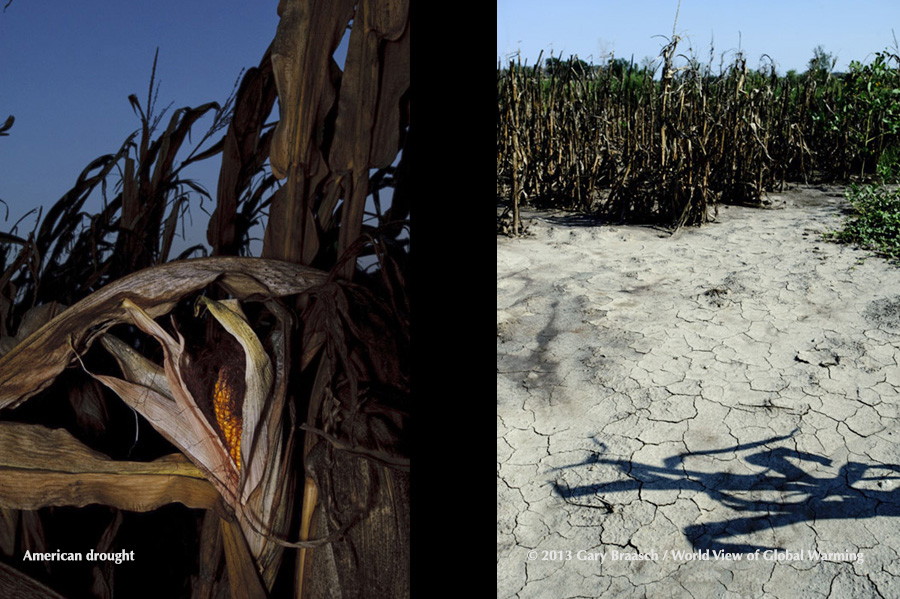 Desiccated cornfield near Victor, Iowa; another near Weston, Missouri. The great American drought of 2012.