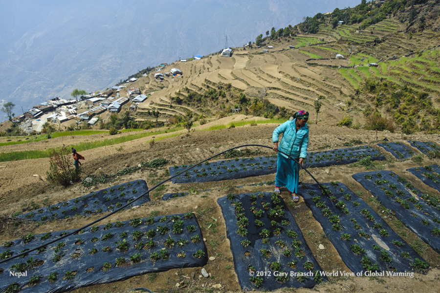 Farmer Mempayhelmo Tamang waters new strawberry plants, first planting in village of Ramche, Nepal