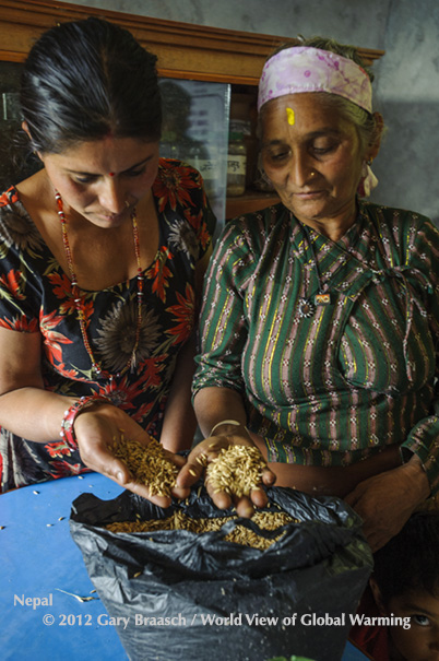 Farmers in Jibjibe/Bhorle, Nepal, check seeds in rice and wheat seedbank, adjusting crops as climate shifts..