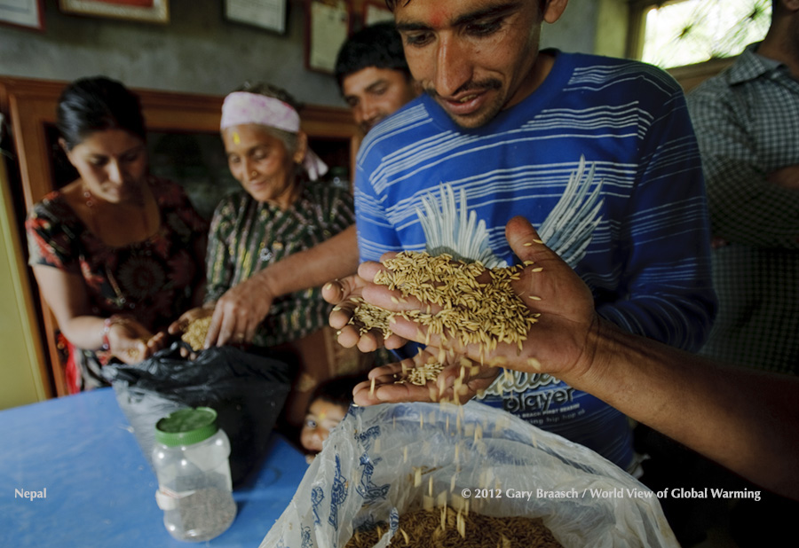 Farmers in Jibjibe/Bhorle, Nepal, with seeds in rice and wheat seedbank, adjusting crops as climate changes on terraces. 