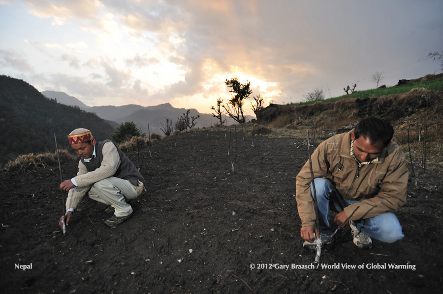 New apple trees being planted higher, at 9000 feet, in Indian Himalaya as climate warming affects orchards. Shama, Uttarakhand, India