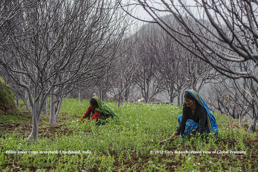 Bhutanese monk trainees planting trees at old temple near Punakha. See Himalaya section of website for more of this coverage.