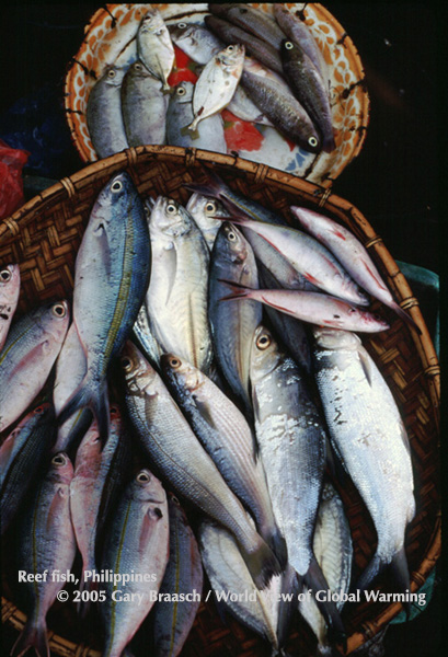 Coral reef fish caught off Indonesia and for sale in market, Manado.