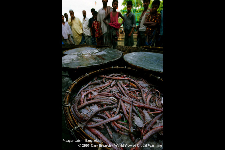 Meager catch of poor-eating Lal-Chewa fish (translit. from interpreter) for villagers on Bhola Island, Bangladesh. 