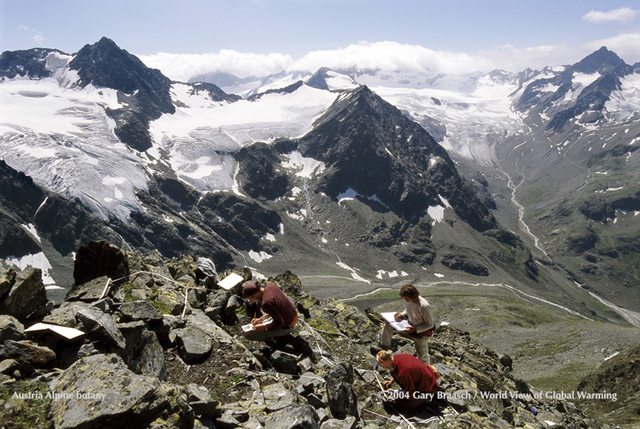 Site of GLORIA study of alpine plants under global warmng.  Plants on Schrankogel Mt, Austria, moving up as climate warms.