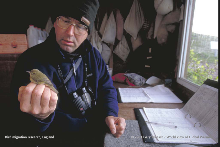 Dungeness bird observatory UK with early migrant. a Chiff-chaff; migration times compared to 300-year records.