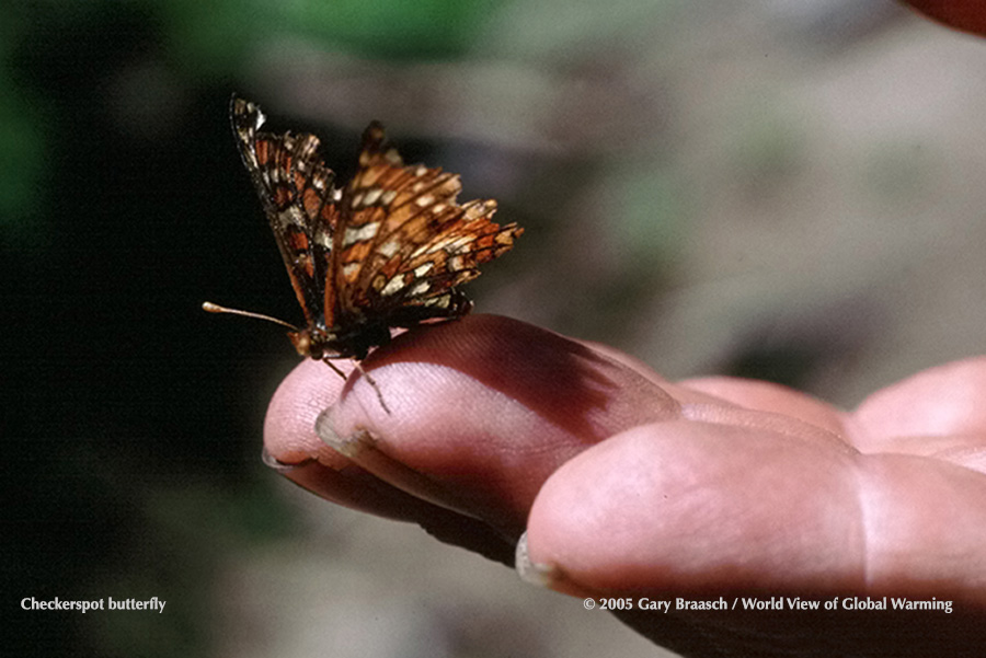 Edith's Checkerspot Butterfly  one of the first animals shown to be changing its range due to global warming. Camille Parmesan study. 