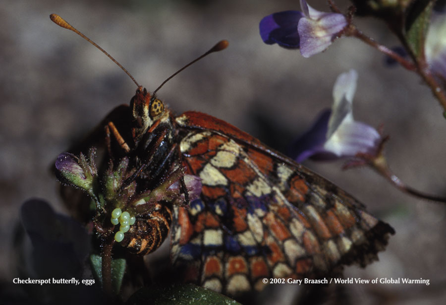  Edith's Checkerspot butterfly (Euphydryas editha) laying eggs on Collinsia torreyi in Sierra Nevada mountains.
