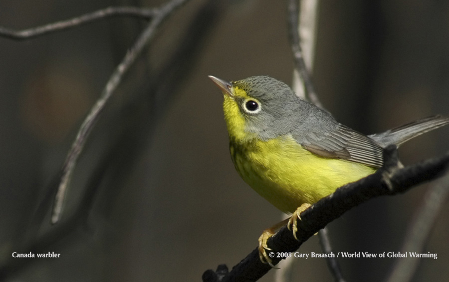 Canada Warbler, Northern Minnesota, among small migrant birds arriving earlier, at risk of a disrupted ecosystem.