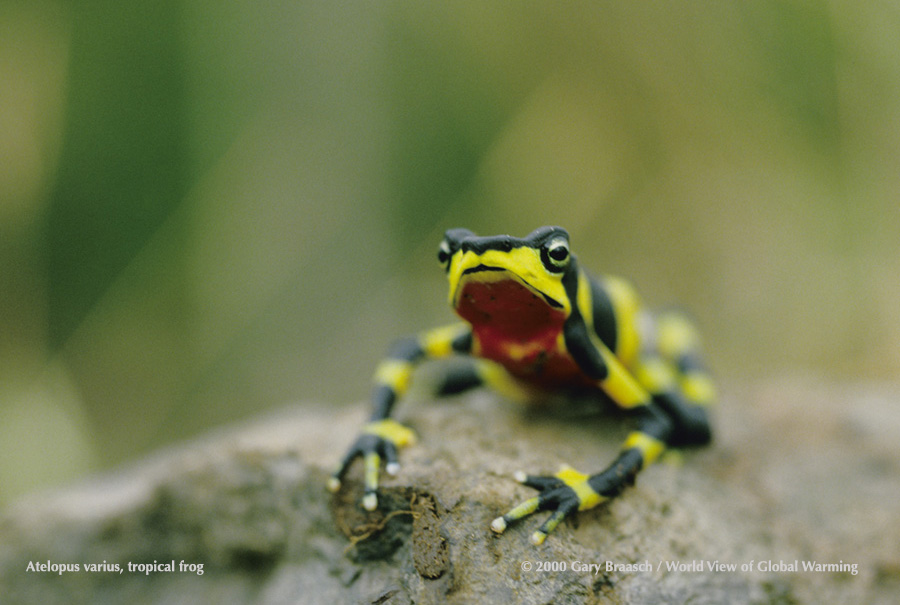 Atelopus various, harlequin toad, which is one of the more than 50 species of amphibian that have been in steep decline or gone missing in recent years in Central America.