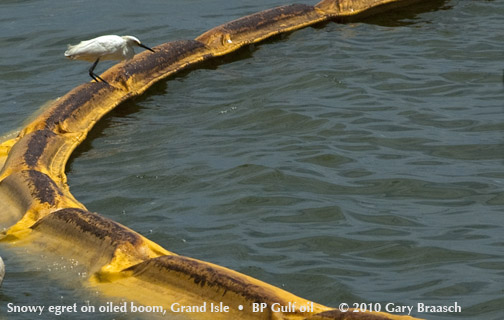 Gulf Oil Spill Photos