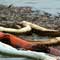 Gulf Oil Spill Photos