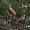 Gulf Oil Spill Photos