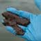Gulf Oil Spill Photos